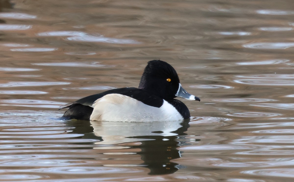 Porrón Acollarado - ML646983611