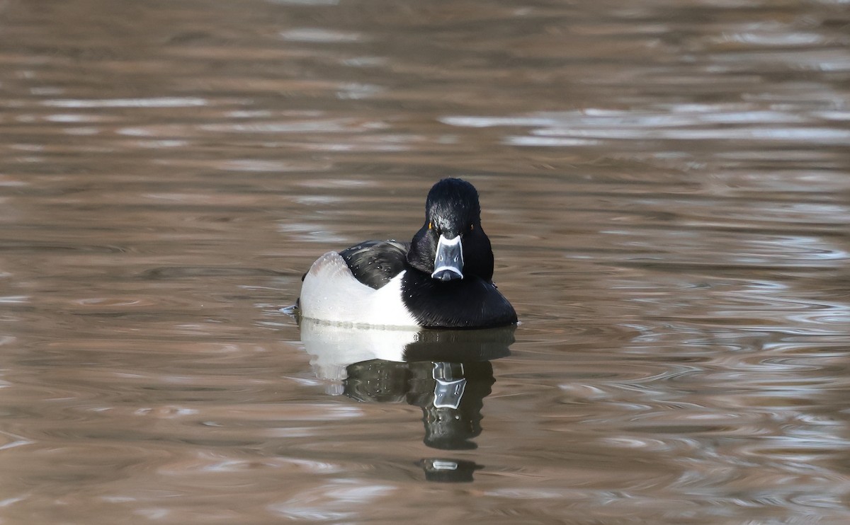 Porrón Acollarado - ML646983612