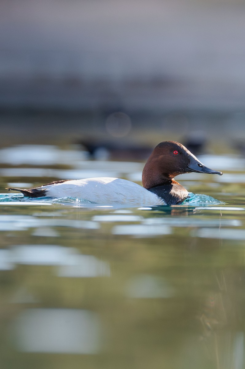 Canvasback - ML646983613