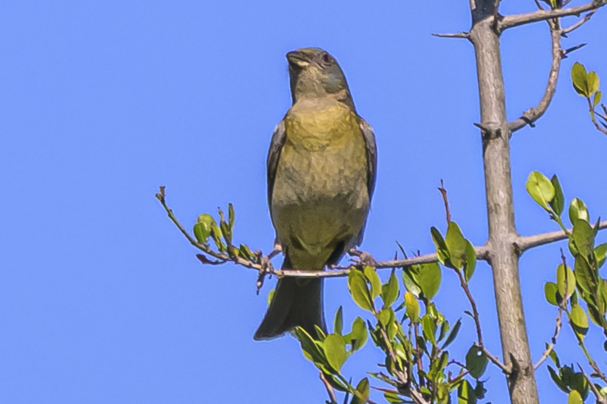 Blue-and-yellow Tanager - ML646983615