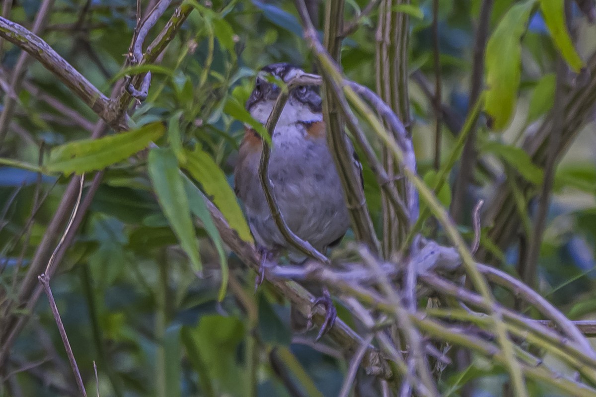 Rufous-collared Sparrow - ML646983619