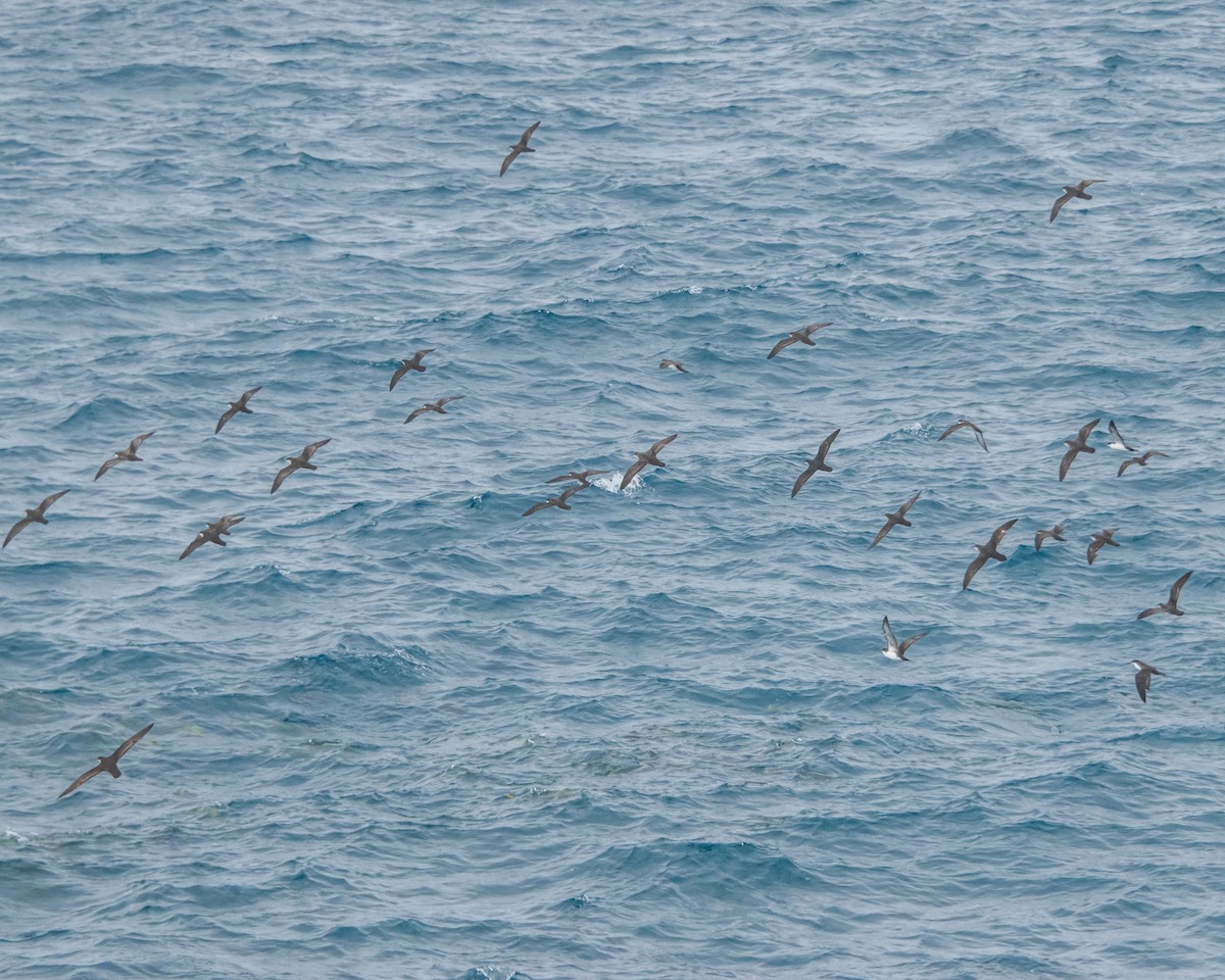 Puffin des Galapagos - ML646983631