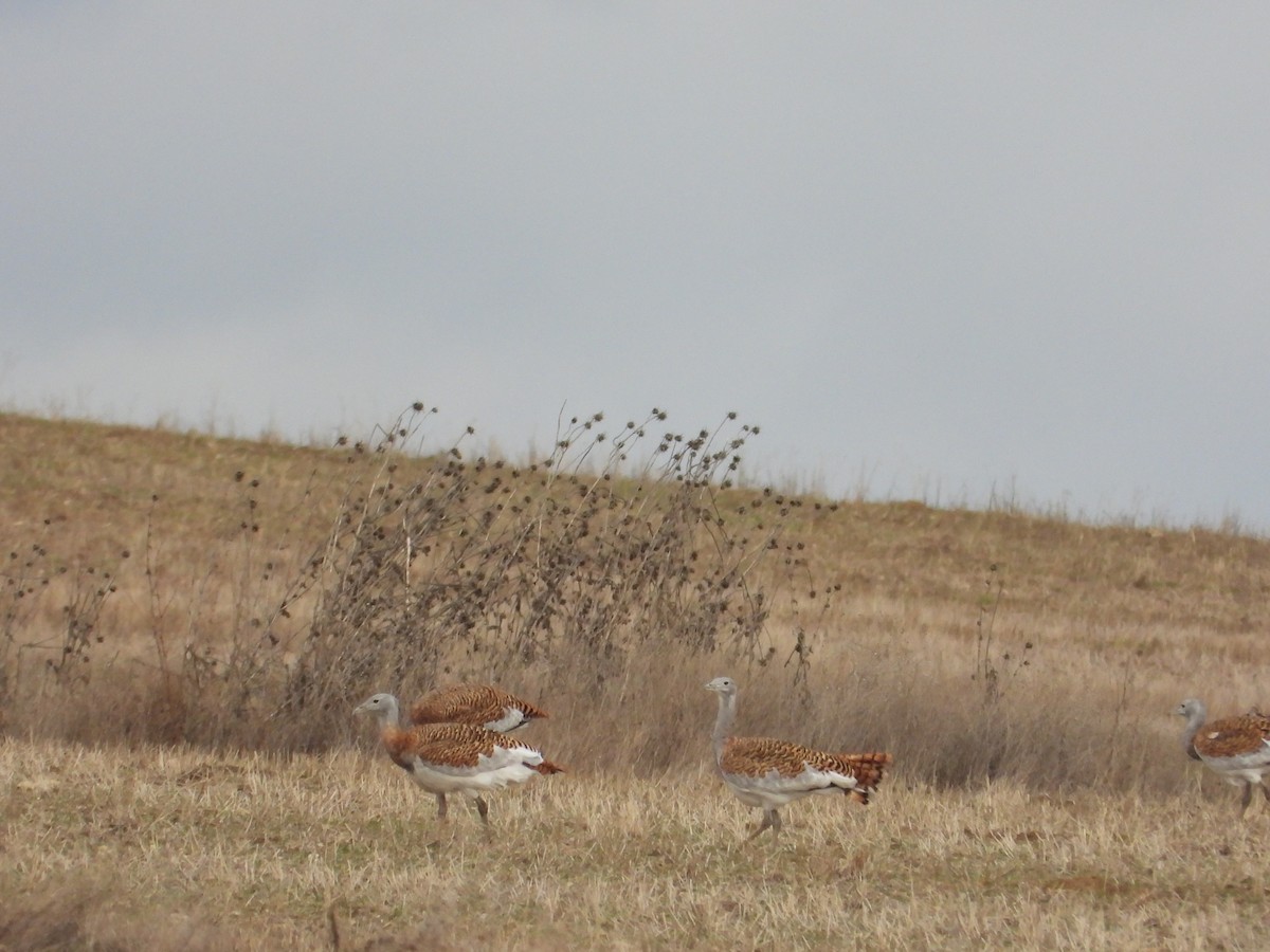 Großtrappe - ML646983632