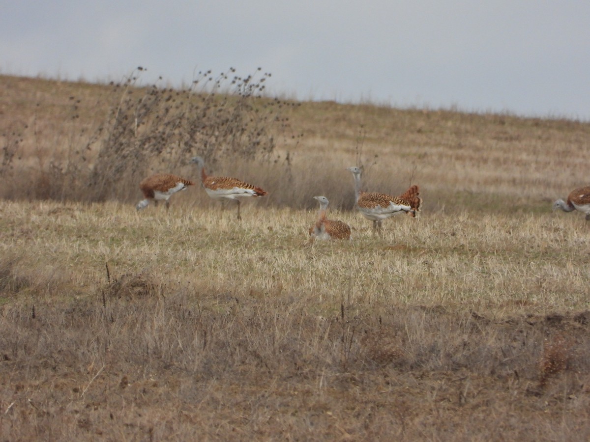 Großtrappe - ML646983634