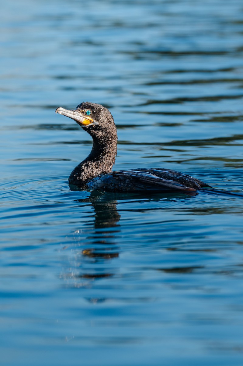 Neotropic Cormorant - ML646983635