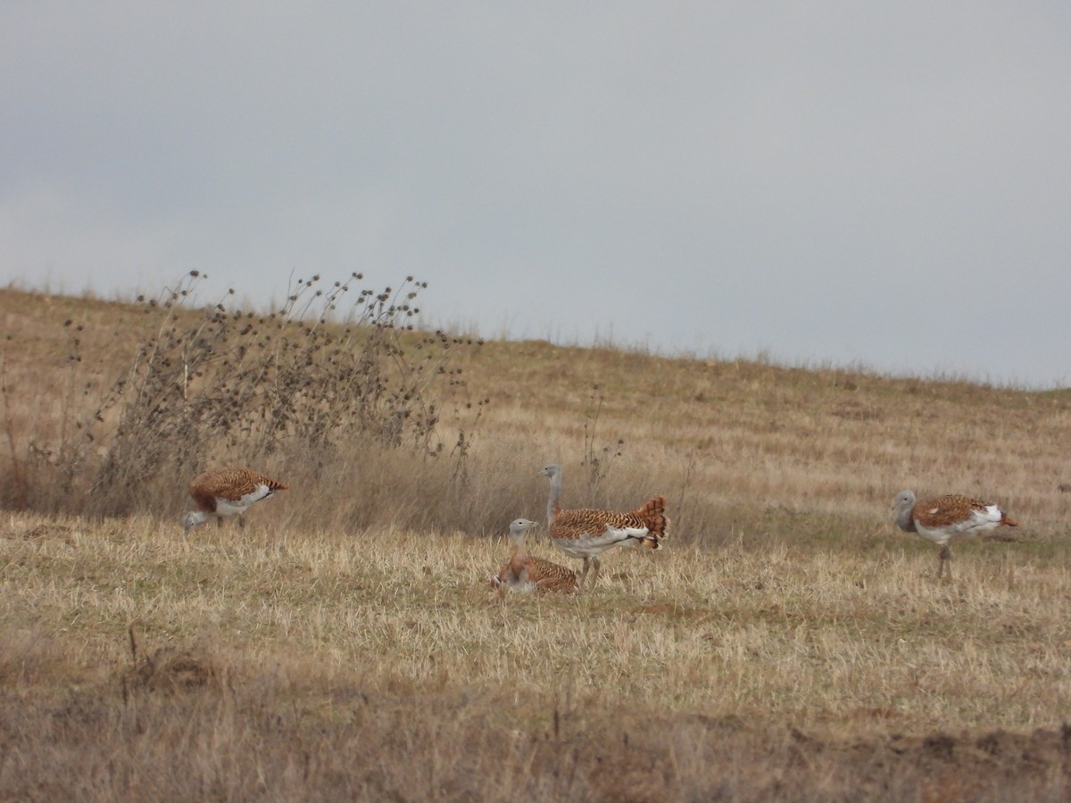 Großtrappe - ML646983636