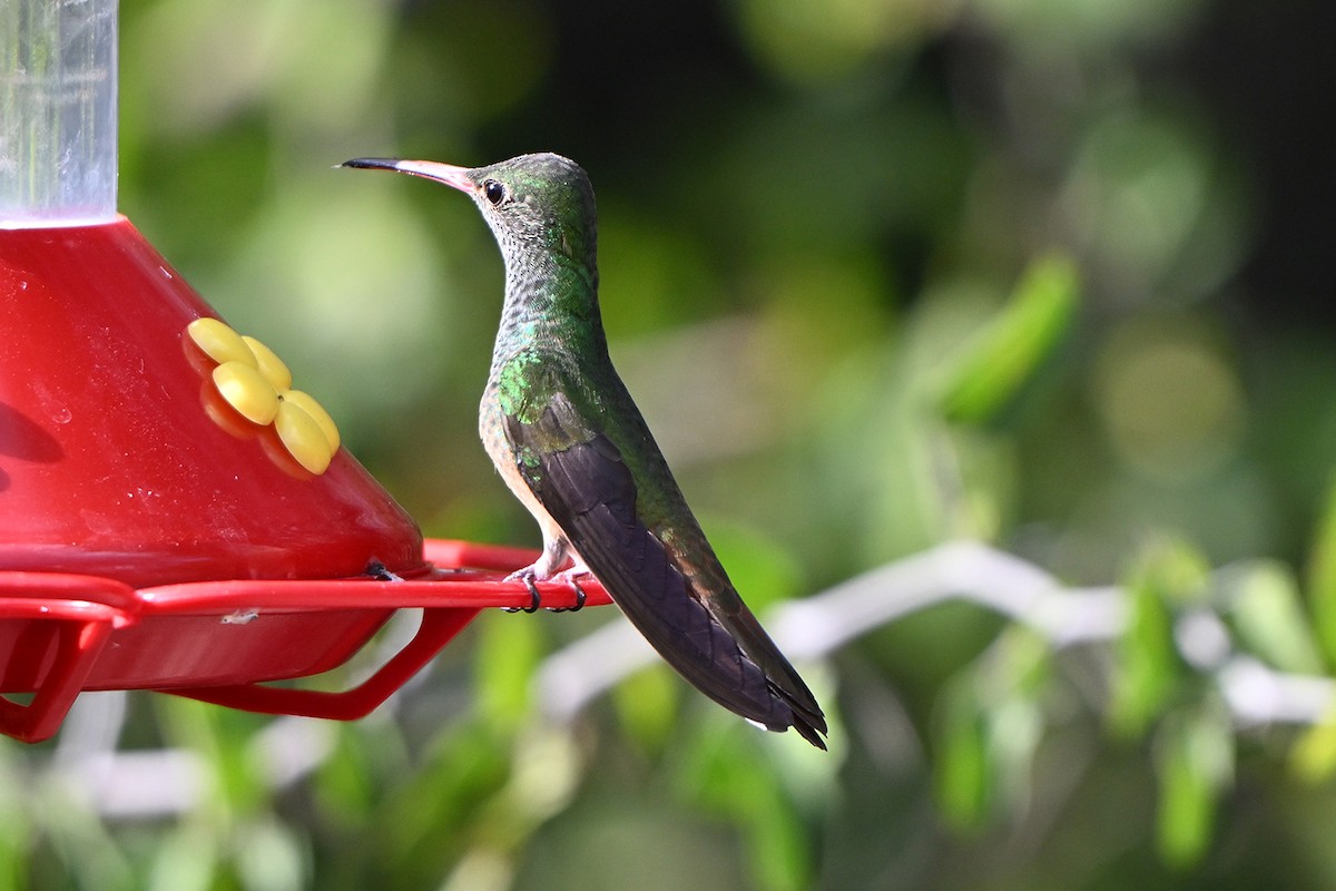Buff-bellied Hummingbird - ML646983637