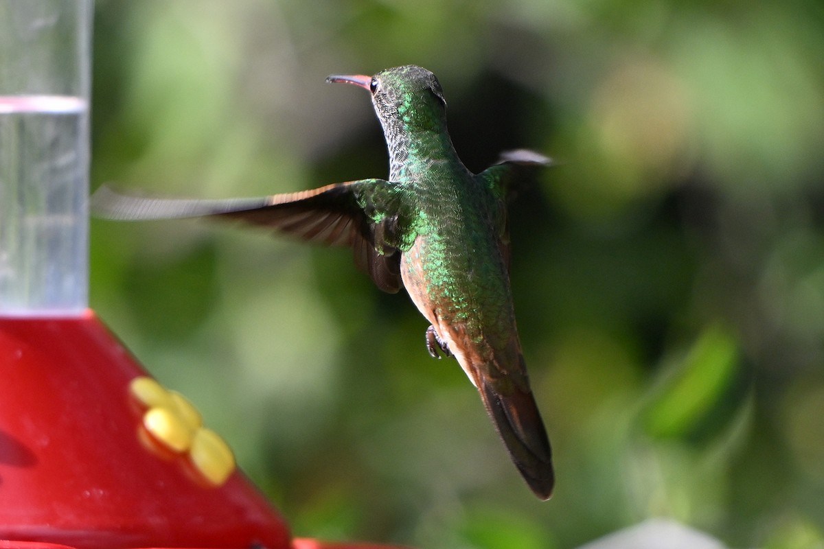Buff-bellied Hummingbird - ML646983638