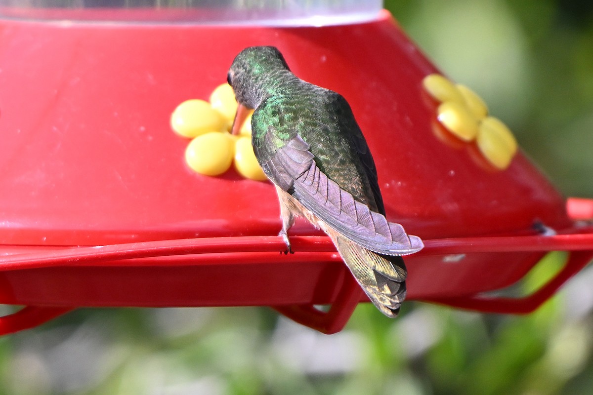 Buff-bellied Hummingbird - ML646983639
