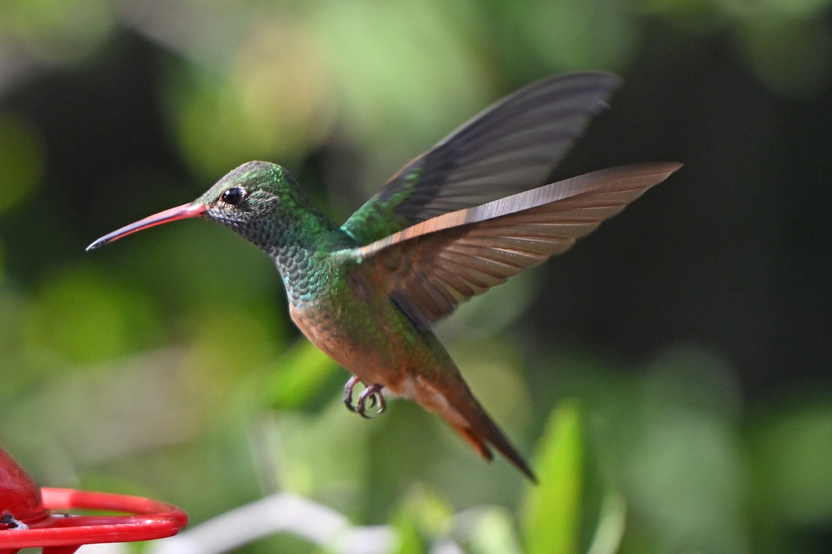Buff-bellied Hummingbird - ML646983640