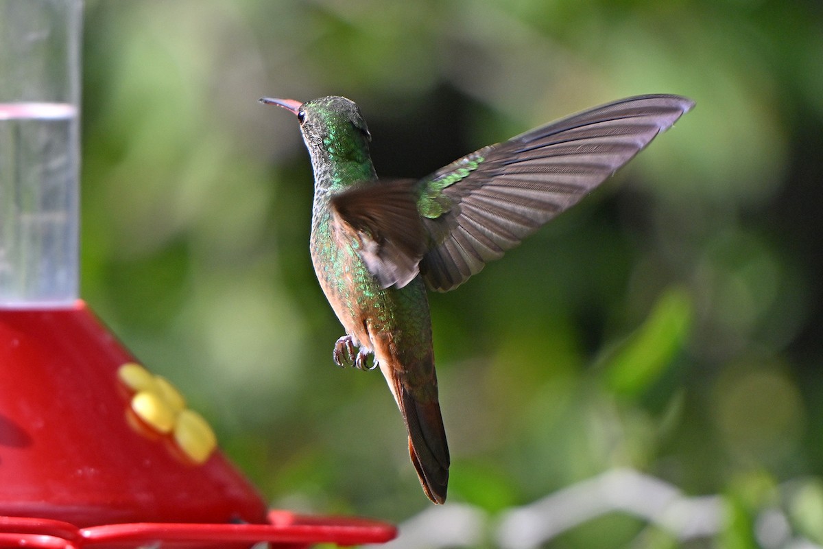 Buff-bellied Hummingbird - ML646983641