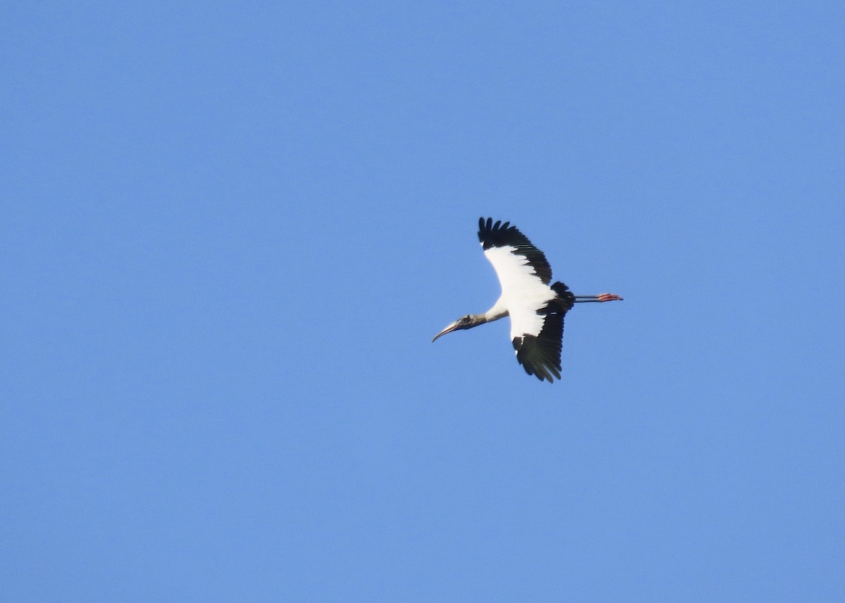 Wood Stork - ML646983642