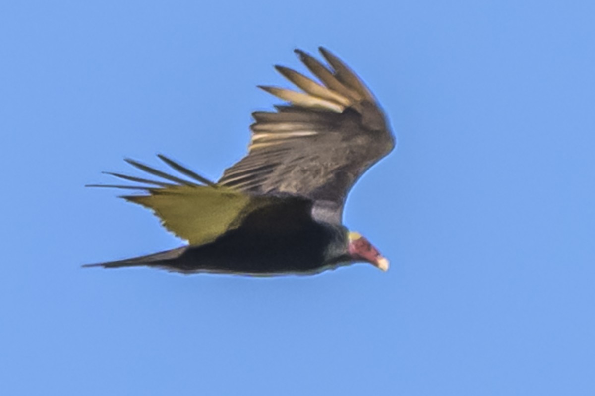 Zopilote indioilarra - ML646983643