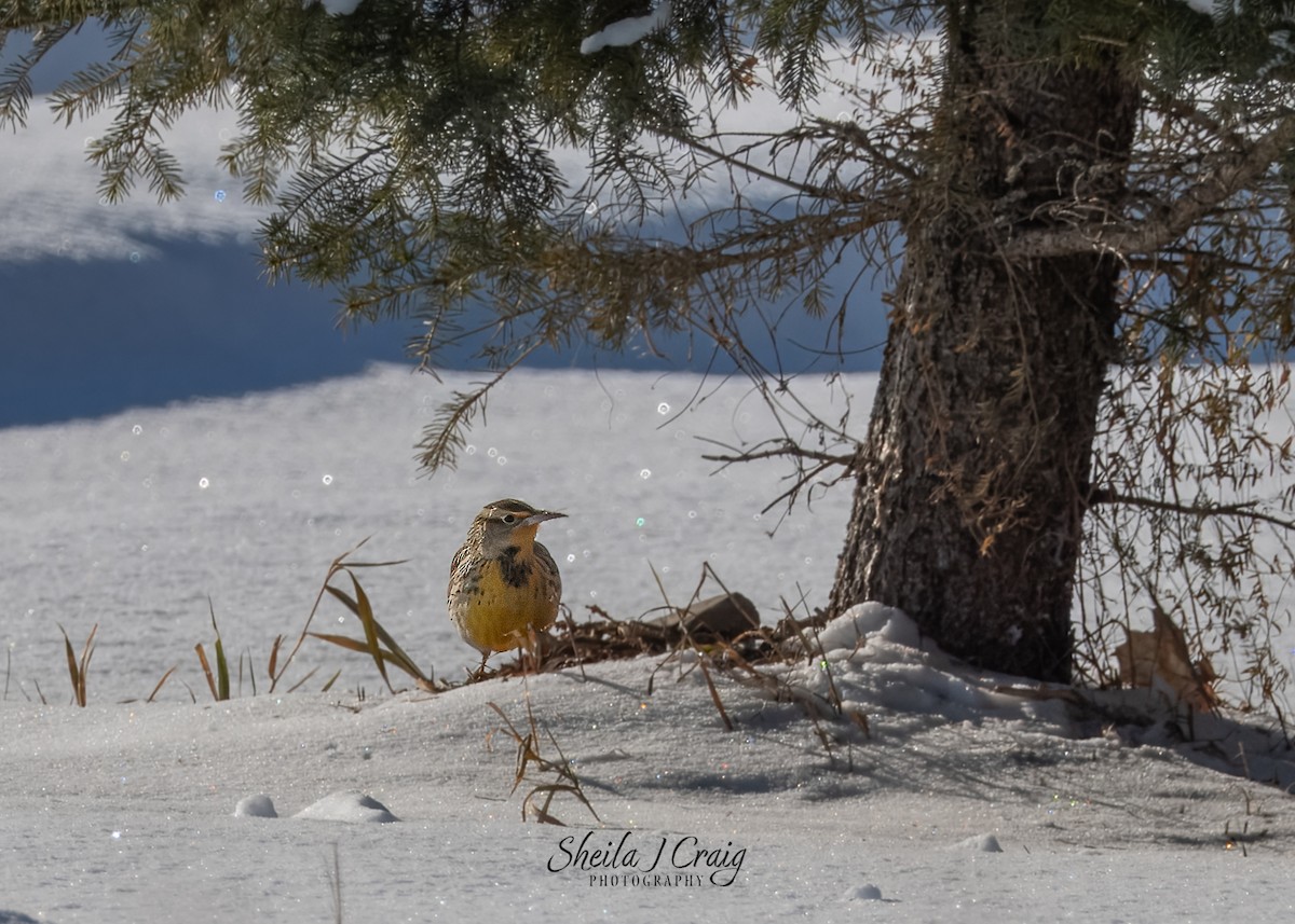 Western Meadowlark - ML646983644