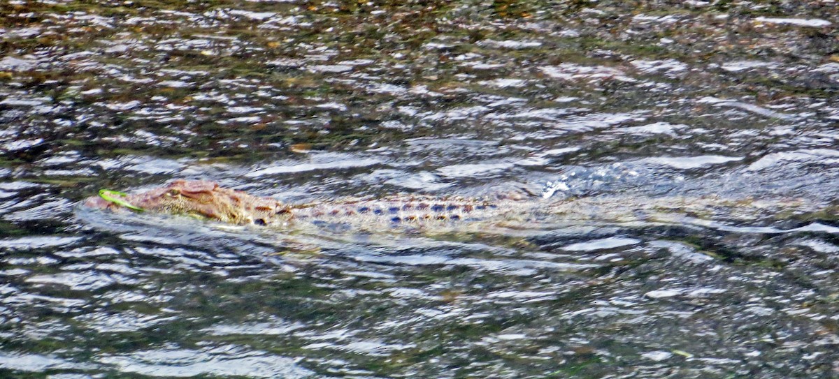 Болотный крокодил - ML646983645