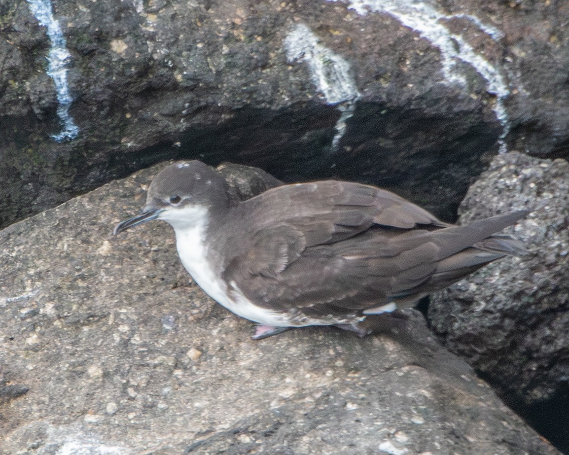 Puffin des Galapagos - ML646983646