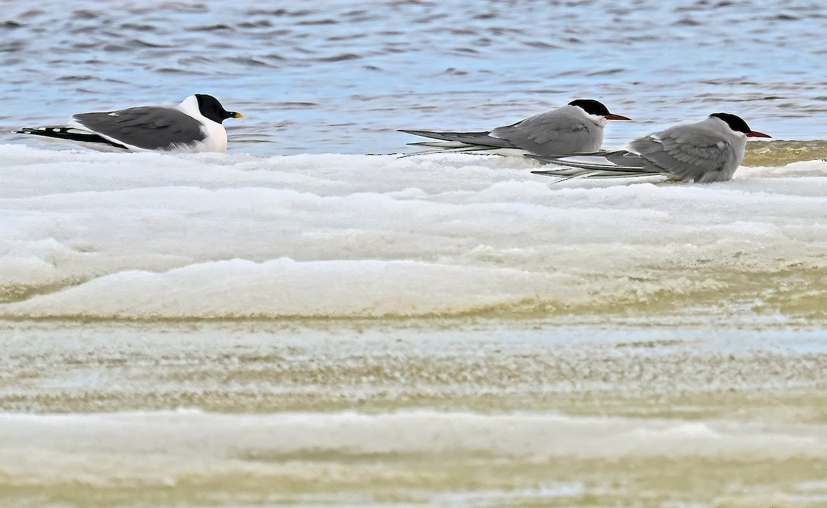 Sabine's Gull - ML646983648