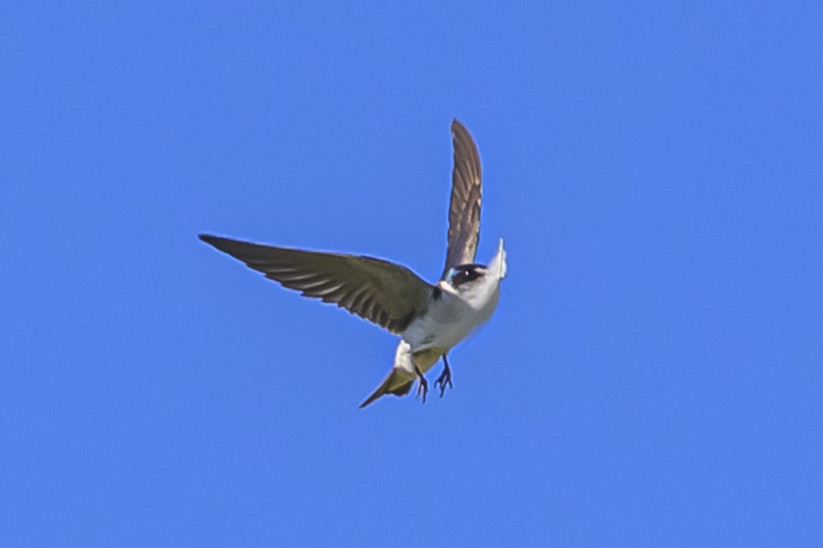 Weißbürzelschwalbe - ML646983650