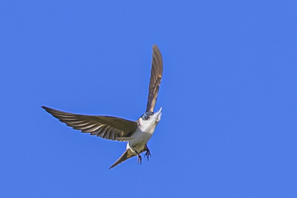 Weißbürzelschwalbe - ML646983652