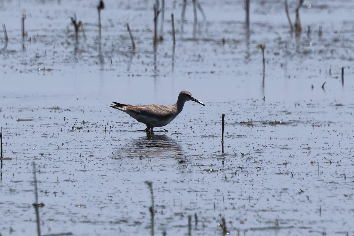 Gray-tailed Tattler - ML646983658