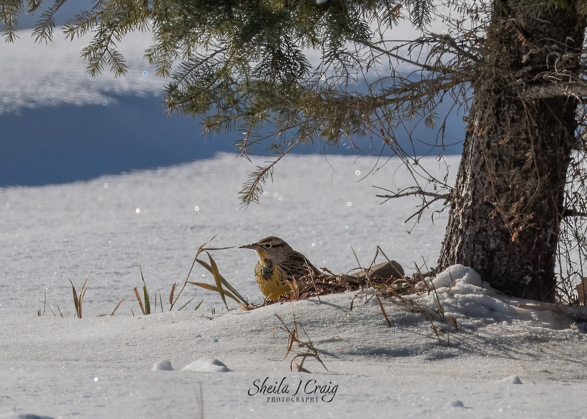 Western Meadowlark - ML646983659
