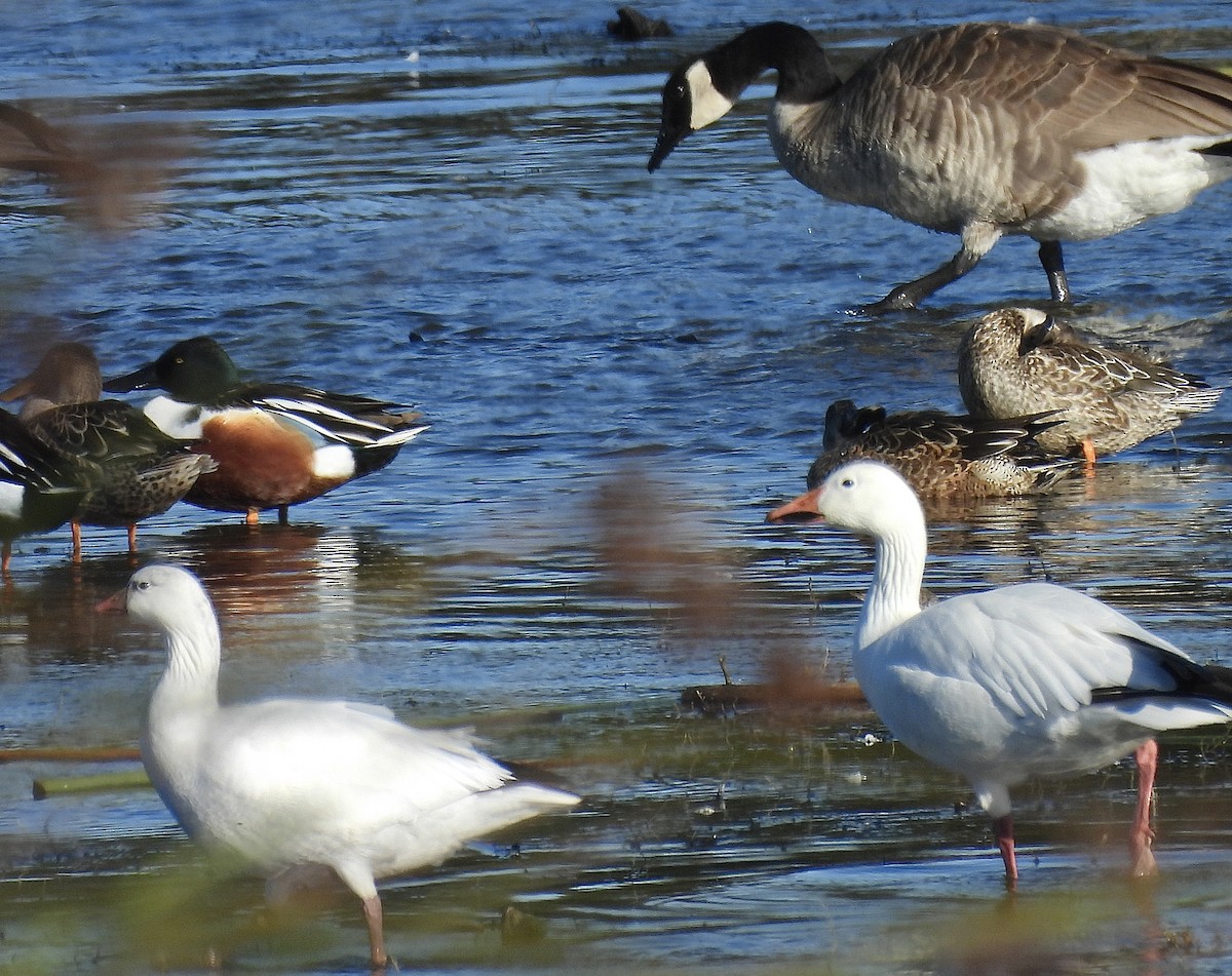 Гуска біла - ML646983661