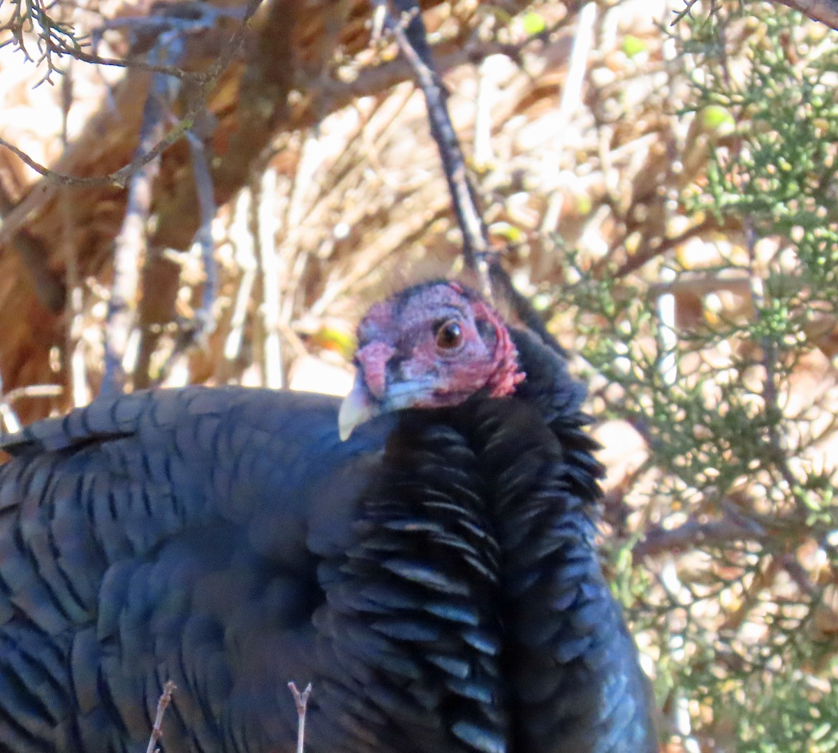 Wild Turkey - ML646983662