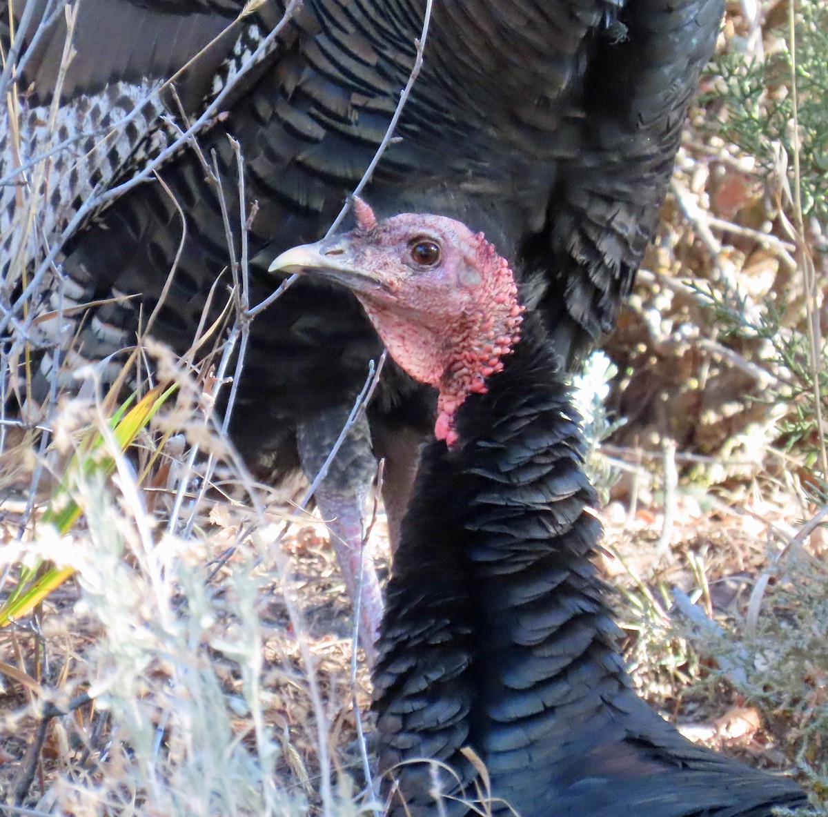 Wild Turkey - ML646983664