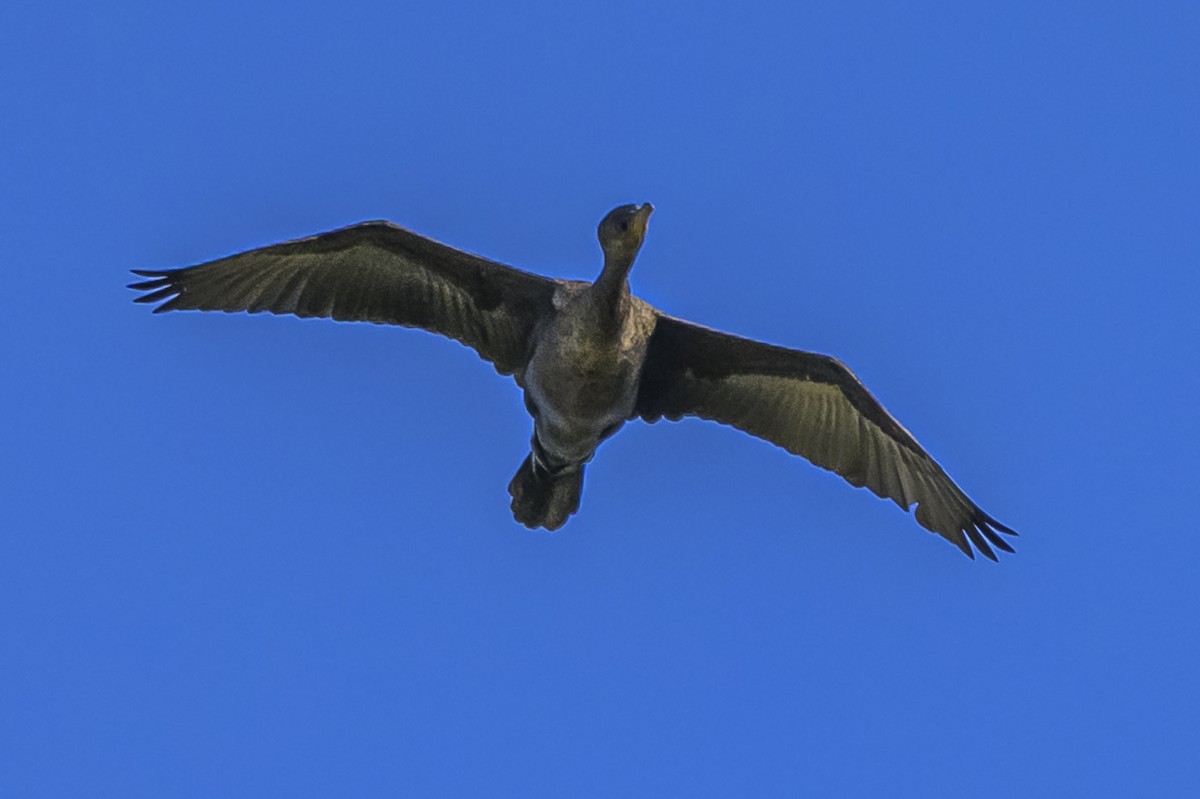 Neotropic Cormorant - ML646983665