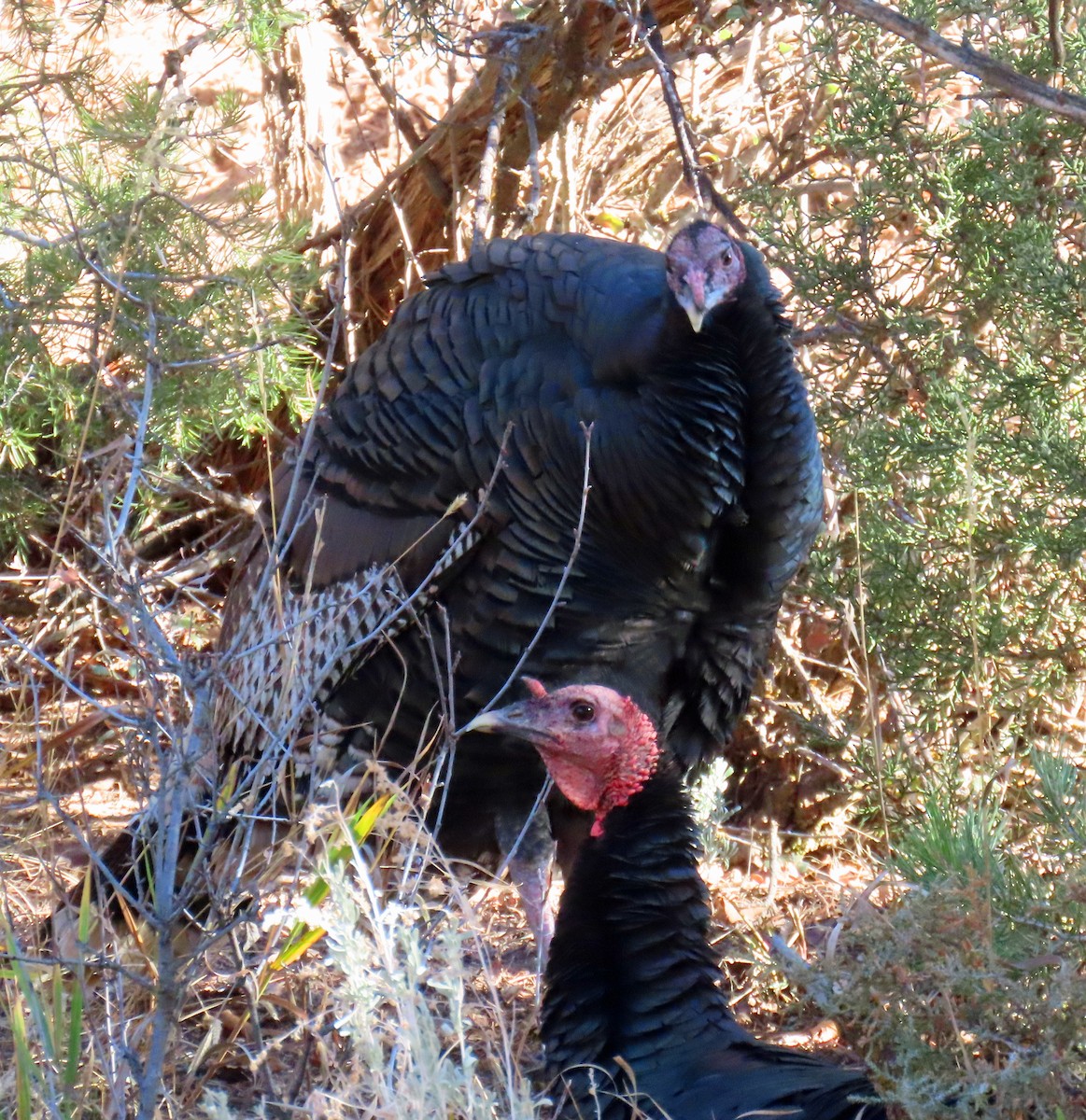 Wild Turkey - ML646983666