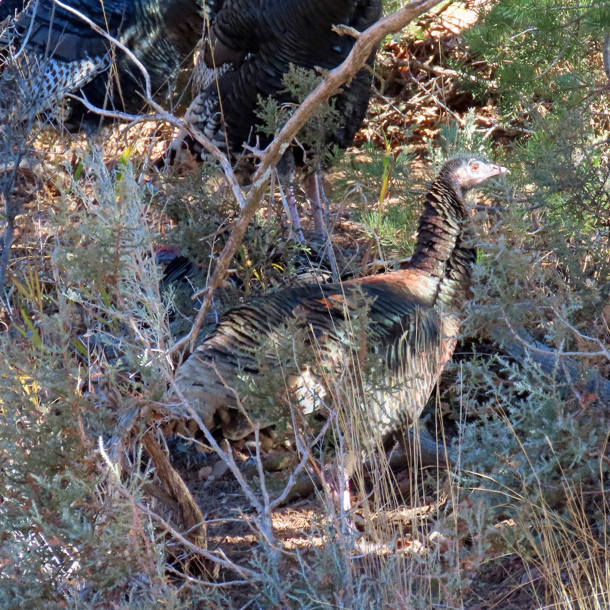 Wild Turkey - ML646983667
