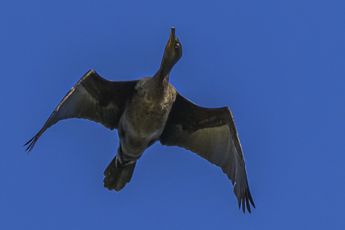 Neotropic Cormorant - ML646983673