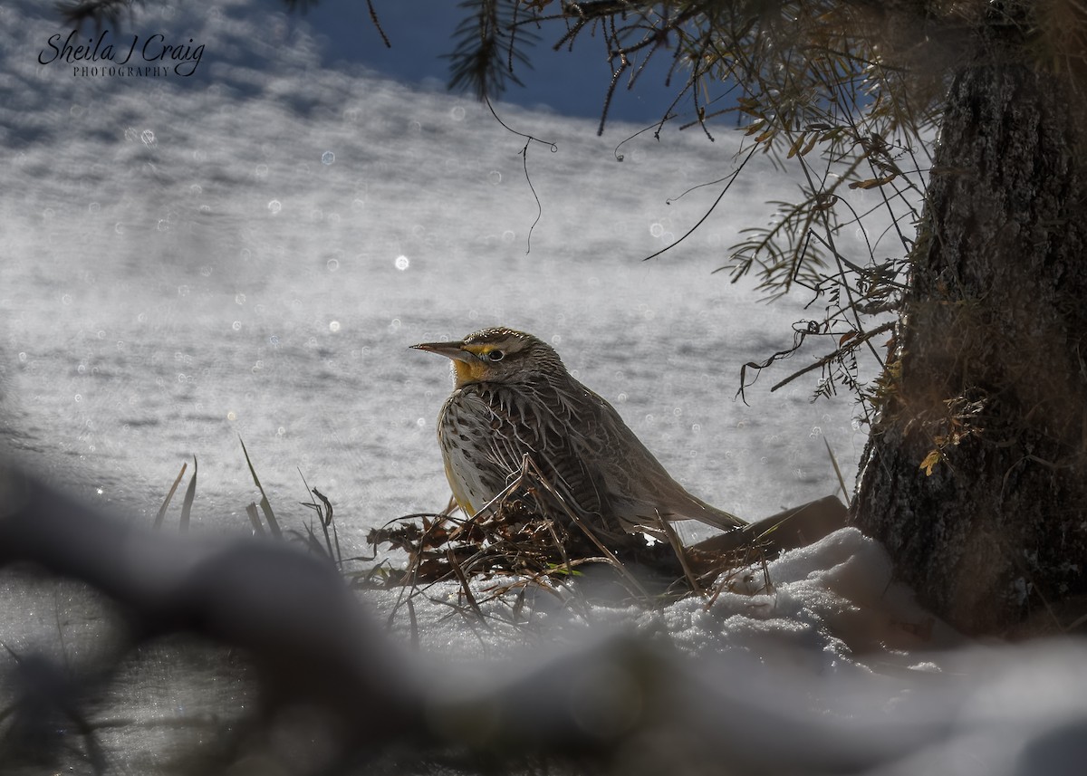 Western Meadowlark - ML646983674