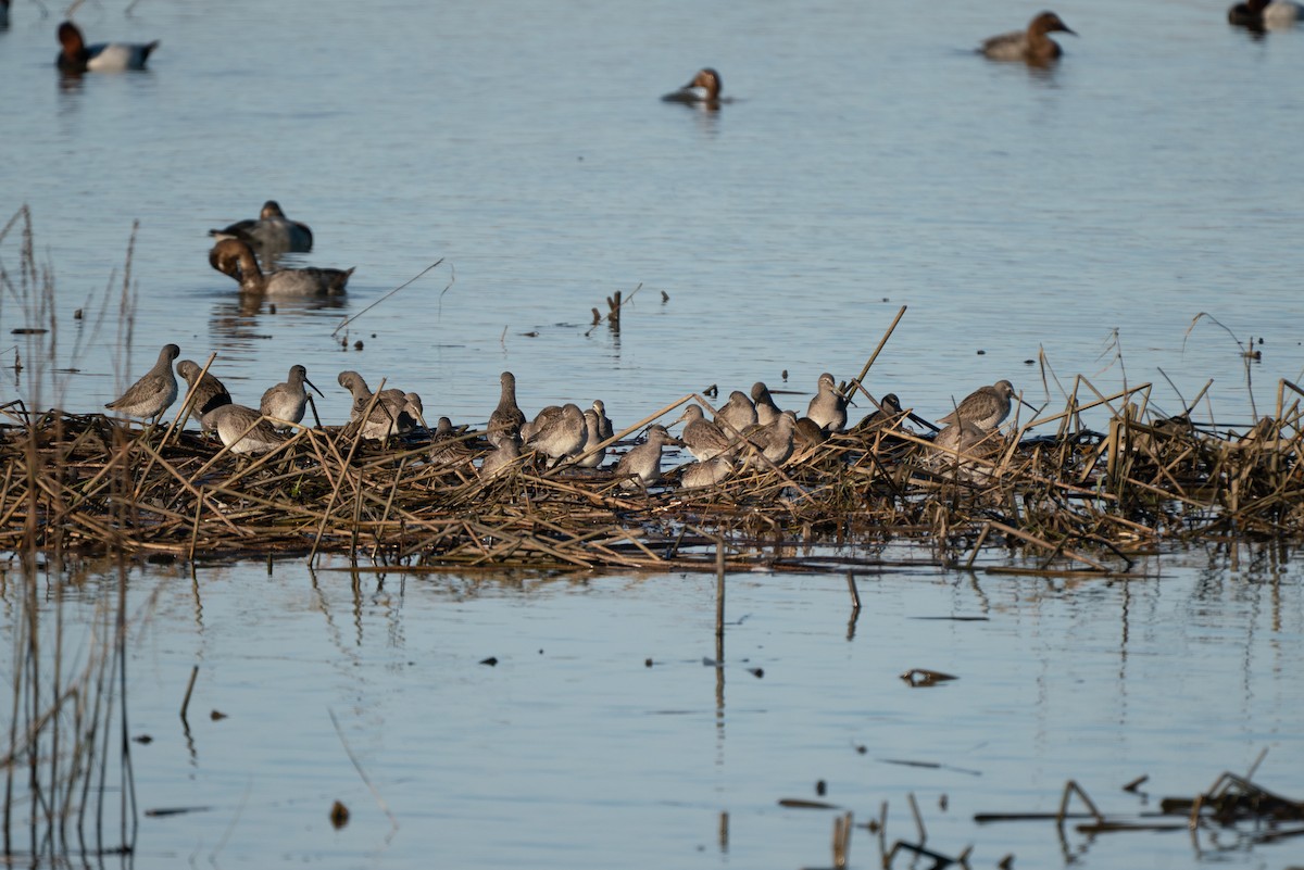 Long-billed Dowitcher - ML646983675