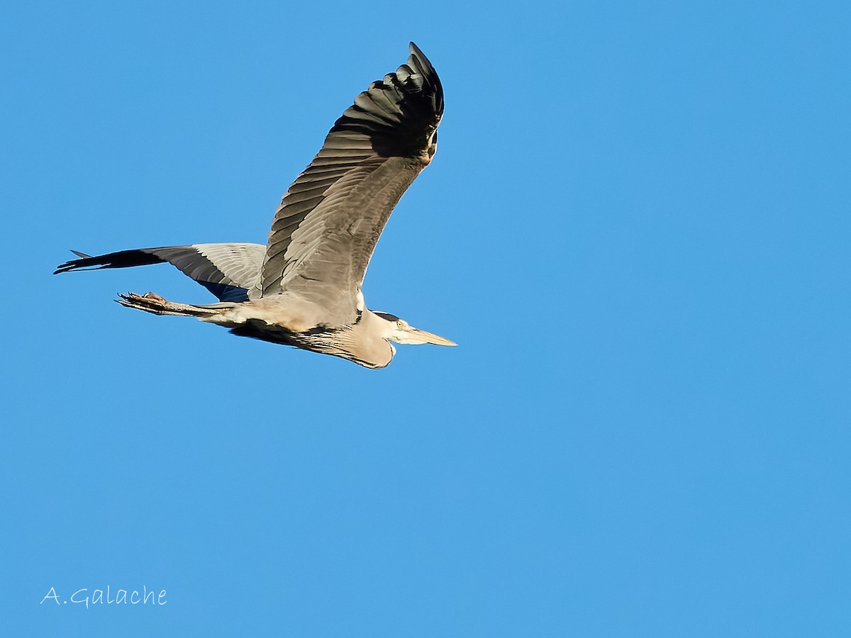 Gray Heron - ML646983676