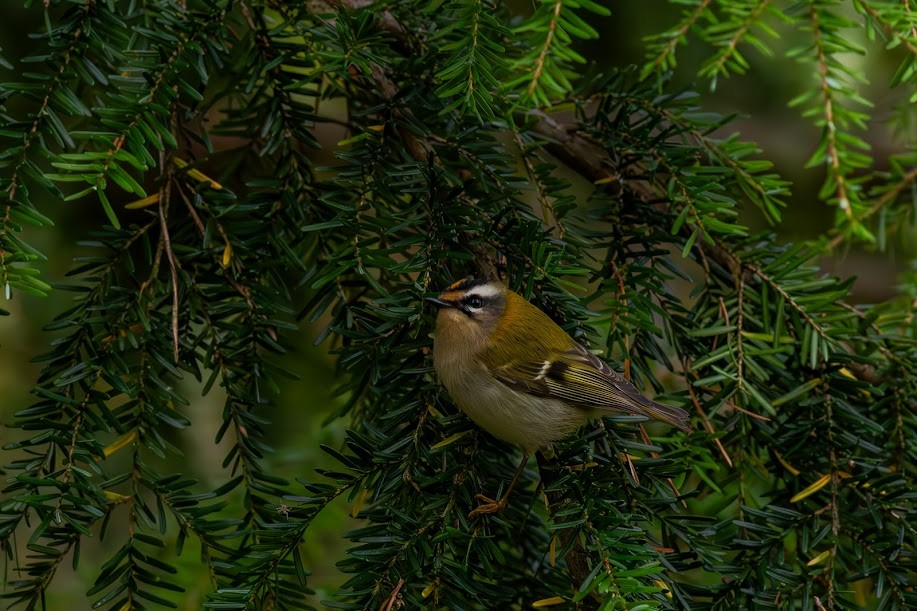Common Firecrest - ML646983677