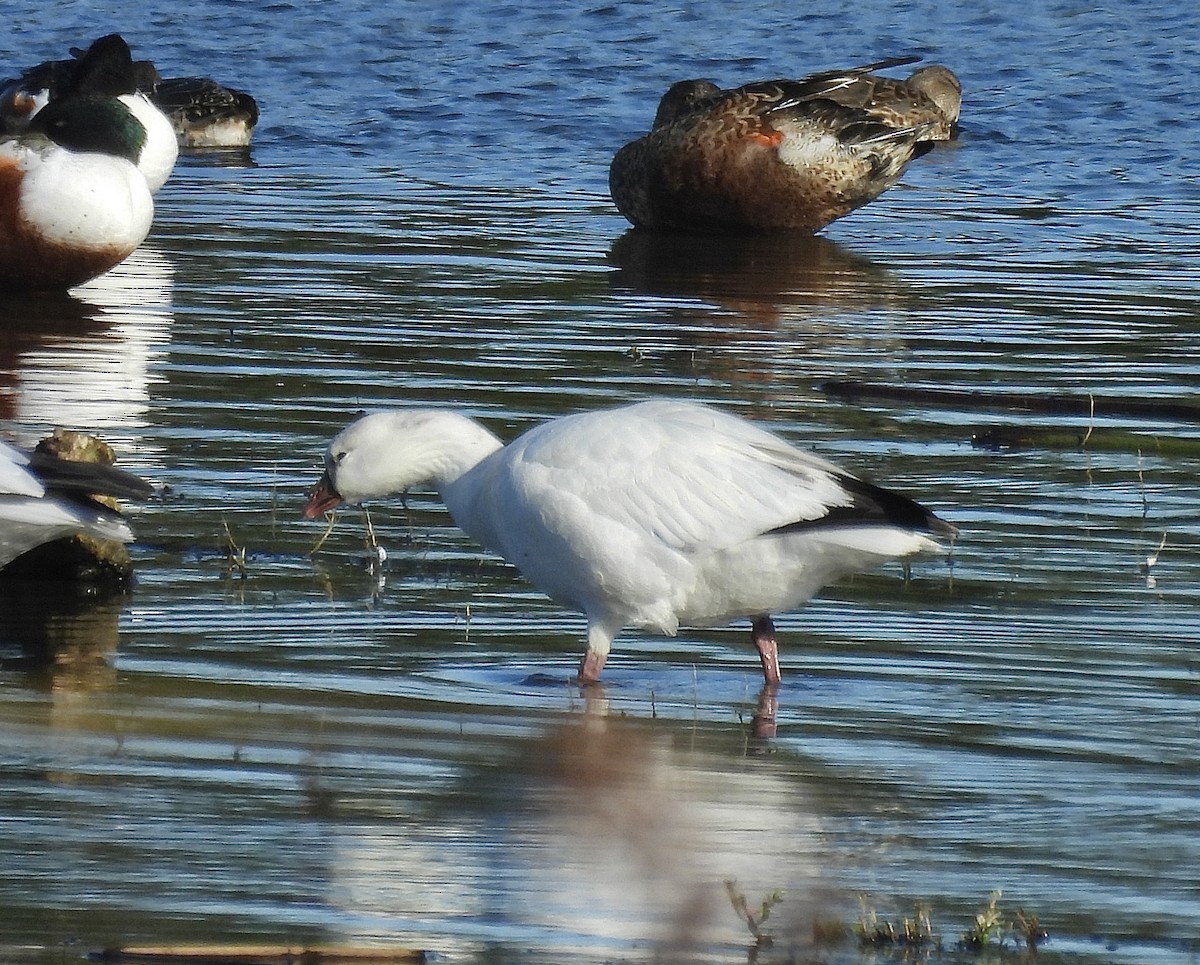 Гуска Роса - ML646983678