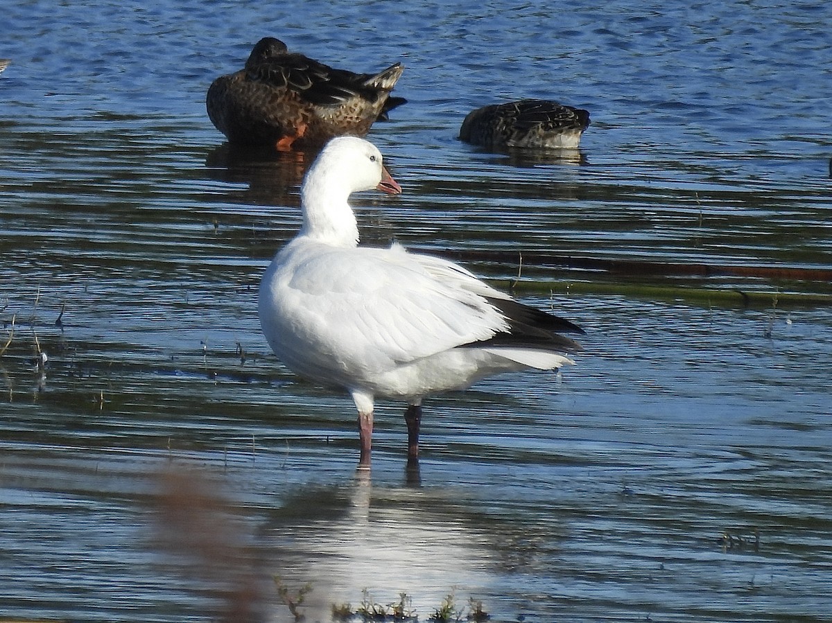 Гуска Роса - ML646983679