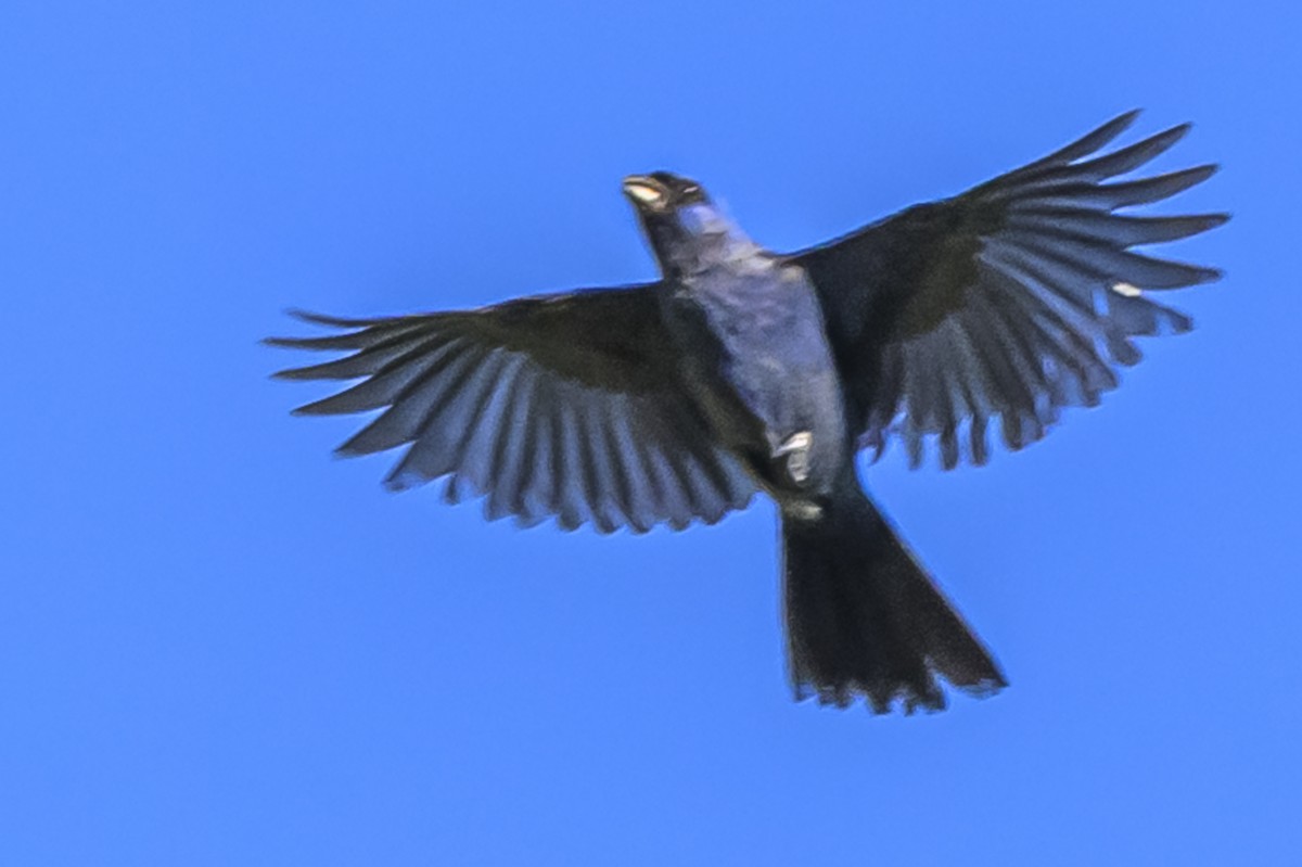 Diademed Tanager - ML646983681