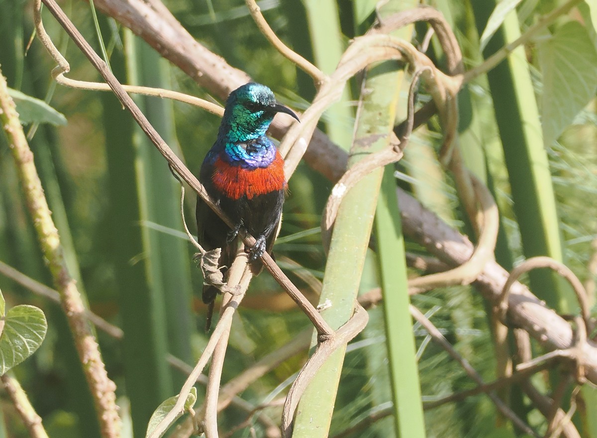 Suimanga Pechirrojo - ML646983682
