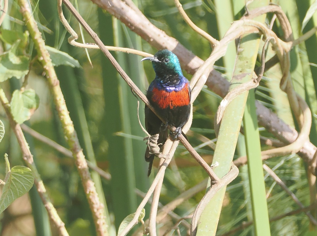 Suimanga Pechirrojo - ML646983683