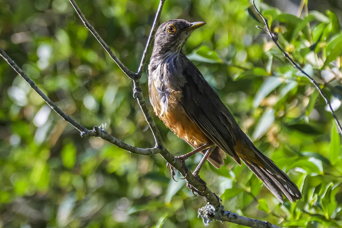 Rufous-bellied Thrush - ML646983685