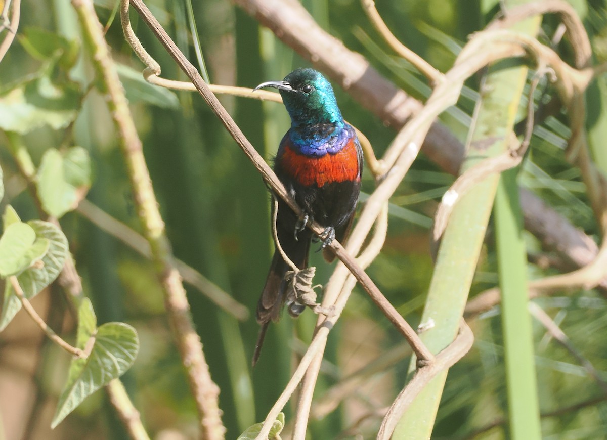 Suimanga Pechirrojo - ML646983686