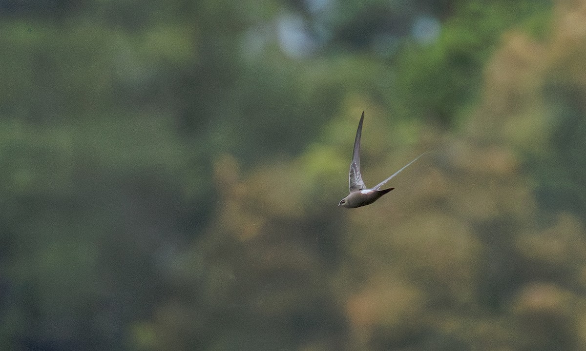 Pazifiksegler - ML646983687