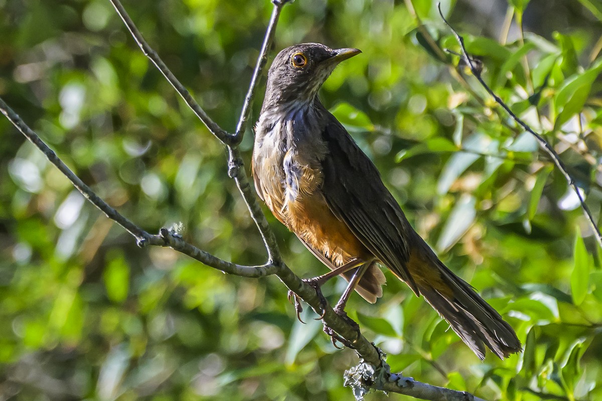 Rufous-bellied Thrush - ML646983689