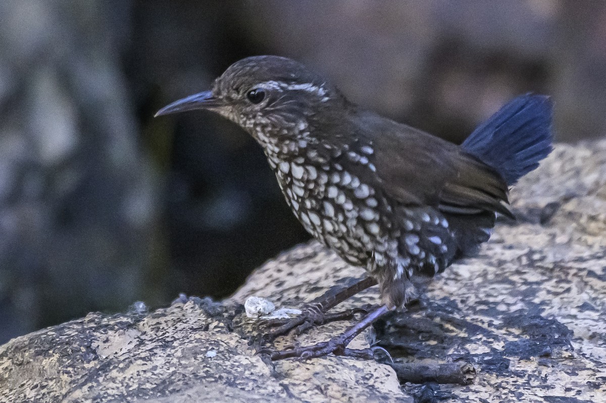 Sharp-tailed Streamcreeper - ML646983694