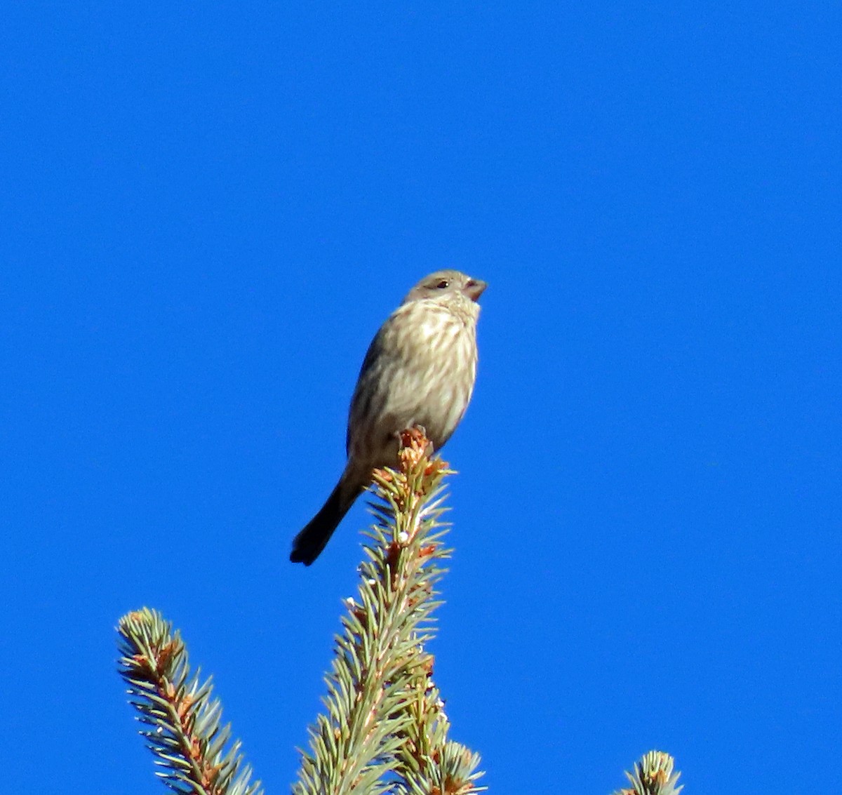 House Finch - ML646983696
