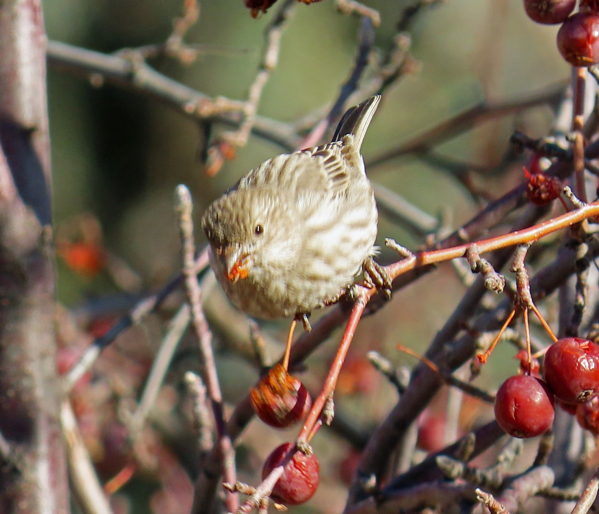 House Finch - ML646983697