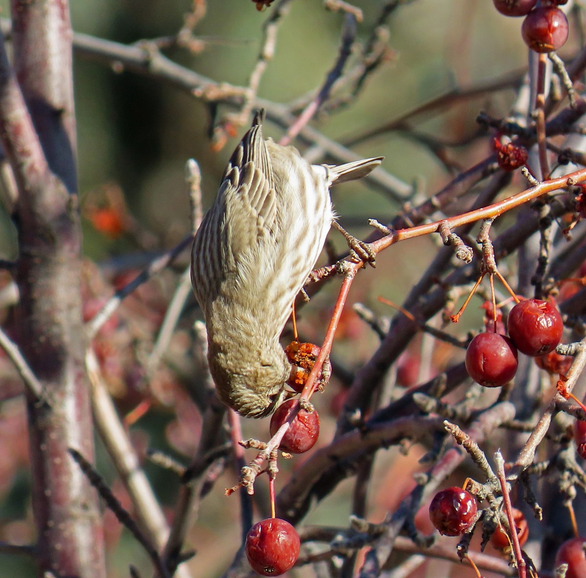 House Finch - ML646983698