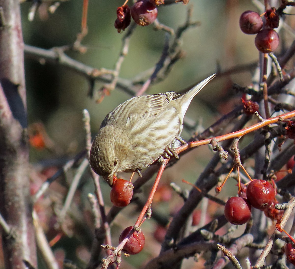 House Finch - ML646983699